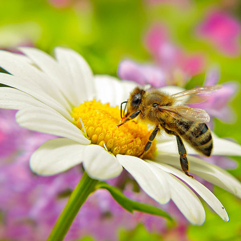 Corretto utilizzo prodotti fitosanitari per tutela insetti pronubi